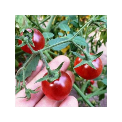 Помидоры — Bing Cherry — Черешня Дикая (10 семян)