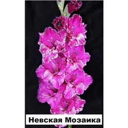 Гладиолус Невская Мозаика