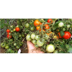 Помидоры Маленький Поцелуй Герани — Little Geraniums Kiss Tomato (10 семян)