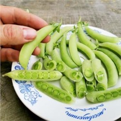 Снеп Горох Цветок Магнолии — Snap Magnolia Blossom Pea (10 семян)