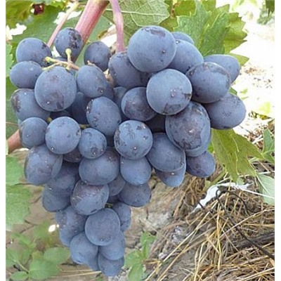 Виноград Ласточка (Код: 92937)