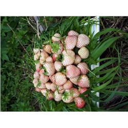 Белый швед, 6 шт.