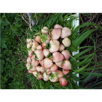 Белый швед, 6 шт.