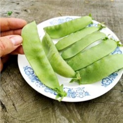 Горох Гигантский Сахарный Орегонский — Oregon Giant Pea (10 семян)