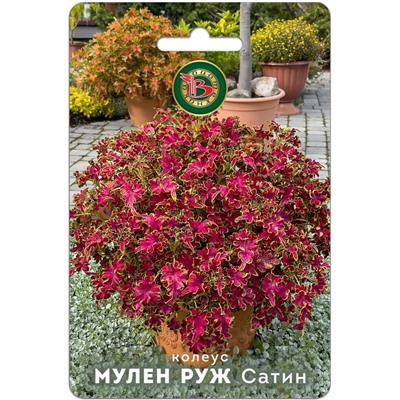 Колеус Мулен Руж Сатин