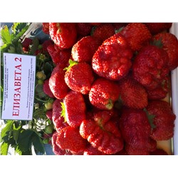 Елизавета-2, 6 шт.