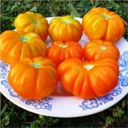 Помидоры Togorific Yellow Tomato — Тогорифик Жёлтый (10 семян)