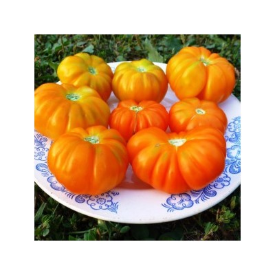 Помидоры Togorific Yellow Tomato — Тогорифик Жёлтый (10 семян)