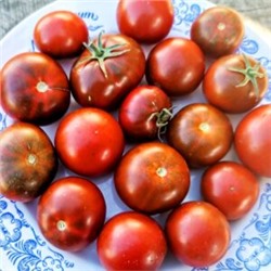 Помидоры Брауни Шоколадно-Вишнёвое Пироженое — Chocolate Cherry Brownie Tomato (10 семян)