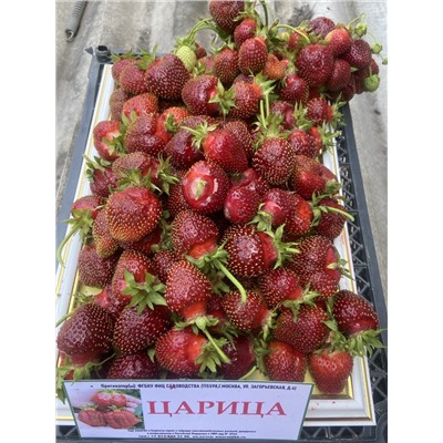 Царица, 6 шт.