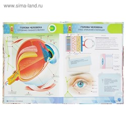 Энциклопедия 4D в дополненной реальности «Анатомия»