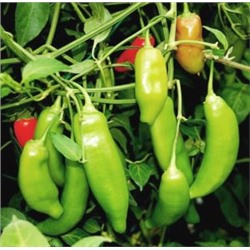 Ягодный Перец Баккатум КАП 455 — Baccatum Pepper CAP 455 (10 семян)
