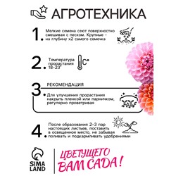 Семена цветов Георгин "Яркие помпоны", 0,3 г