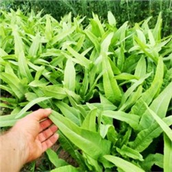 А Чой — Тайваньский Мечелистный Салат Yu Mai Tsai 油麦菜 (50 семян)