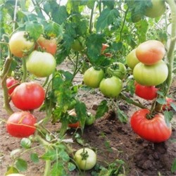 Помидоры — Квадратный Из Ирана (10 семян)