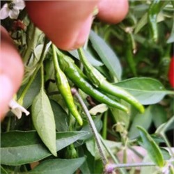 Ампельный Карликовый Горшечный Острый Перчик (5 семян)