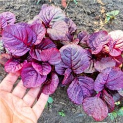 Инь Тсаи — 紅莧菜 Китайский Спаржевый Амарант (50 семян)