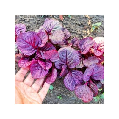 Инь Тсаи — 紅莧菜 Китайский Спаржевый Амарант (50 семян)