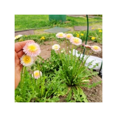 РОЗОВЫЙ Одуванчик — Taraxacum pseudoroseum (20 семян)