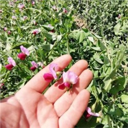 Снеп Горох Цветок Магнолии — Snap Magnolia Blossom Pea (10 семян)