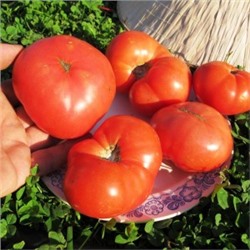 Помидоры Гном Розелла Гигант — Giant Dwarf Rosella Tomato (10 семян)