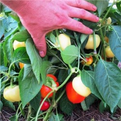 Перец Яблочный Онтара — Ontara Pepper (10 семян)