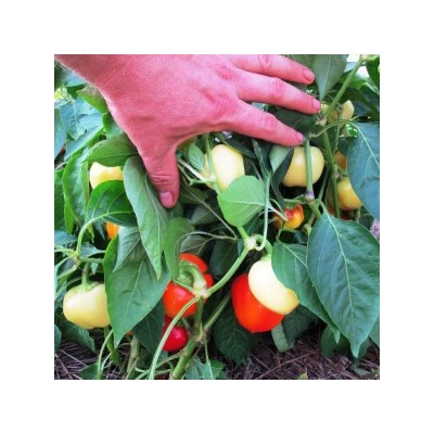 Перец Яблочный Онтара — Ontara Pepper (10 семян)