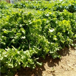 Кресс-салат Широколистный Волнистый Гофрированный — Wrinkled Crinkled Cress (100 семян)