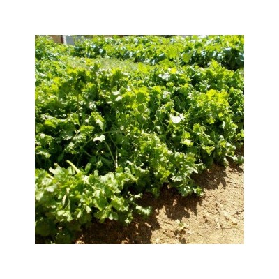 Кресс-салат Широколистный Волнистый Гофрированный — Wrinkled Crinkled Cress (100 семян)