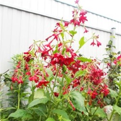 Красный Душистый Табак Сандера — Red Nicotiana Sanderae (100 семян)