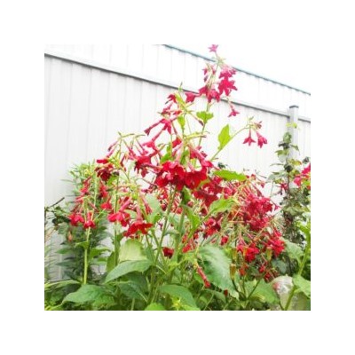 Красный Душистый Табак Сандера — Red Nicotiana Sanderae (100 семян)