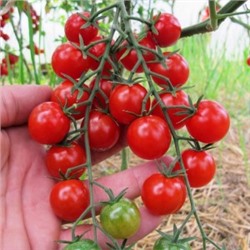 Помидоры Мёд Из Мексики — Tomato Miel du Mexique (10 семян)