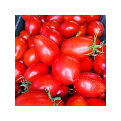 Помидоры Нова из Салерно — Pomodori Nova Di Salerno (10 семян)