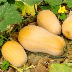 Уолтемская Тыква Баттернат — Waltham Butternut Squash (5 семян)
