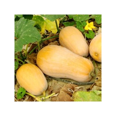 Уолтемская Тыква Баттернат — Waltham Butternut Squash (5 семян)