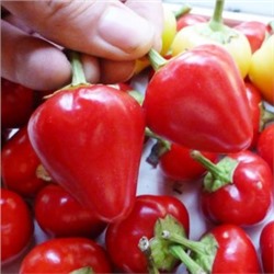 Перец острый Черри Белл – Cherry Ball (10 семян)