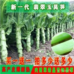 Кельтук — Китайский Спаржевый Салат — 莴笋 — Celtuce Lettuce (50 семян)