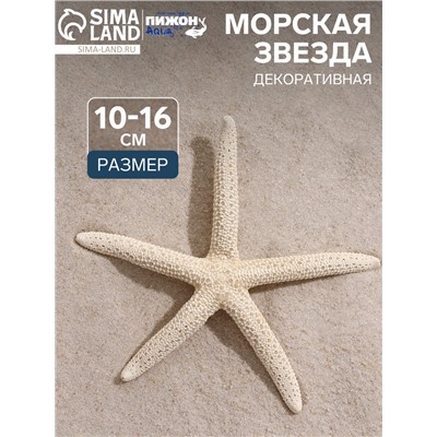 Морская звезда декоративная, 10-16 см