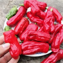 Слабоострый Перец Ставрос Пепперончини — Stavros Greek pepperoncini (10 семян)