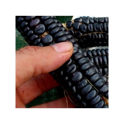 Цветная Кукуруза Ацтеков — Multicolor Aztec Corn (15 семян)