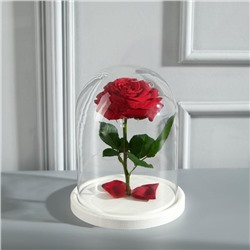 Стеклянный купол - клош на деревянной подставке «Венсан», 20×15 см, МИКС