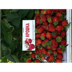 Крошка (земклуника), 6 шт.