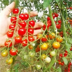 Помидоры — Sweet Aperitif — Сладкий Аперитив (10 семян)