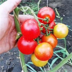 Помидоры — Сraigella — Крейгелла (10 семян)
