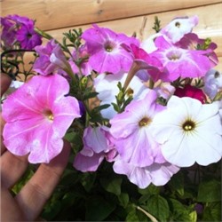 Викторианская Полуампельная Петуния Смесь Окрасок — Petunia English Victorian (100 семян)