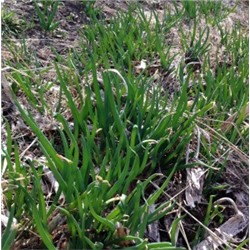 Лук На Зелень — Spring Onion (160 семян)