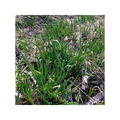 Лук На Зелень — Spring Onion (160 семян)