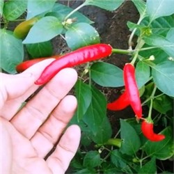 Перец Пепперони Итальянский Классический — Pepperoni Pepper (10 семян)