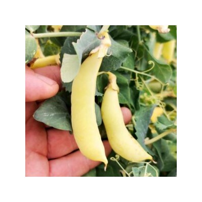 Золотой Императорский Сахарный Снеп Горох — Imperial Golden Sugar Snap Peas (10 семян)