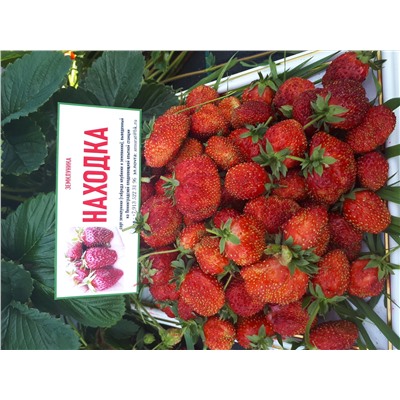 Находка (земклуника), 6 шт.